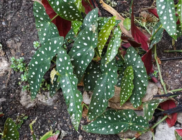 Close Polka Dot Begonia Leaves Also Known Begonia Maculata Popular — 스톡 사진