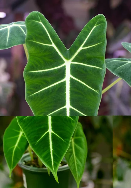 Beautiful Dark Green Velvety Leaves Alocasia Frydek Rare Tropical Plant — ストック写真