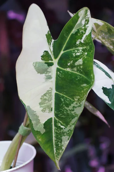 Stunning white and green marbled leaf of Alocasia Frydek variegated plant