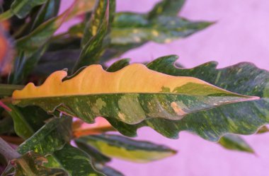 Close up of the variegated leaf of Philodendron Ring of Fire, a popular and rare houseplant