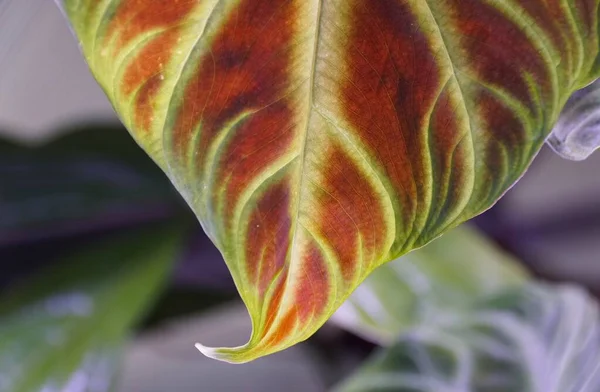 Beautiful Red Green Leaf Philodendron Verrucosum Popular Houseplant — Stock fotografie