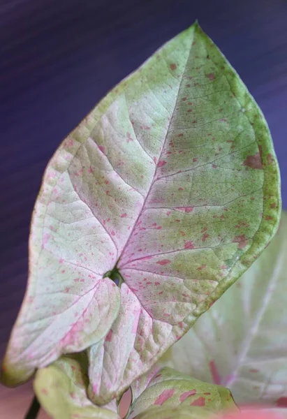 Beautiful Variegated Leaf Syngonium Milk Confetti Rare Tropical Plant — Fotografia de Stock