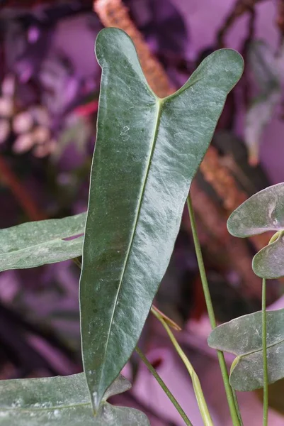 Close up of the pale green leaf of Anthurium Longissimilobum, a rare tropical plant