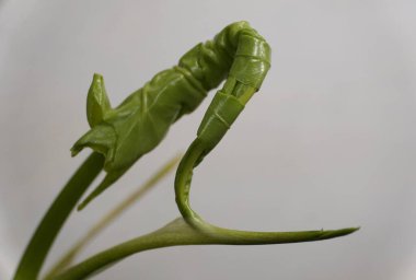 Close up of a new and unfurled green leaf of Philodendron Bob Cee, a rare tropical plant
