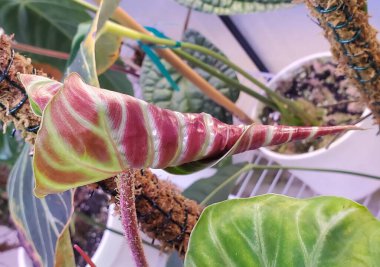 Close up of the new unfurled leaf of Philodendron Verrucosum