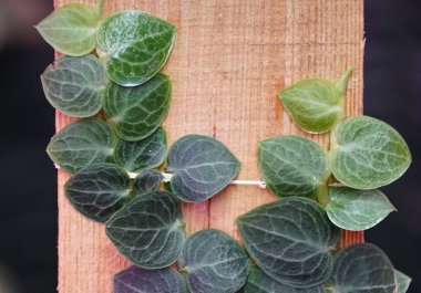 Tiny green leaves of Rhaphidophora Cryptantha, a shingling plant