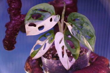 The white and green leaves of variegated Monstera Adansonii, a rare tropical houseplant