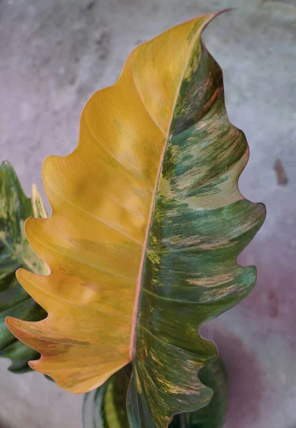 Stunning Variegated Half Moon Leaf Philodendron Caramel Marble Rare Tropical — Stok Foto