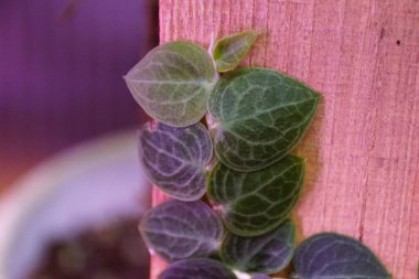 Tiny green leaves of Rhaphidophora Cryptantha, a shingling tropical plant