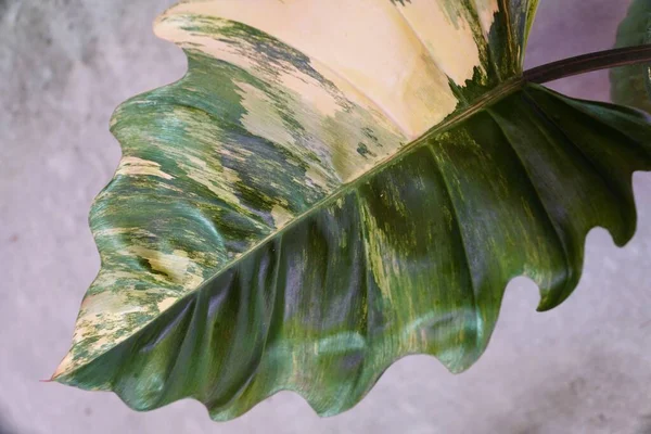 Stunning Variegated Marbled Leaf Philodendron Caramel Marble Rare Expensive Tropical — стокове фото