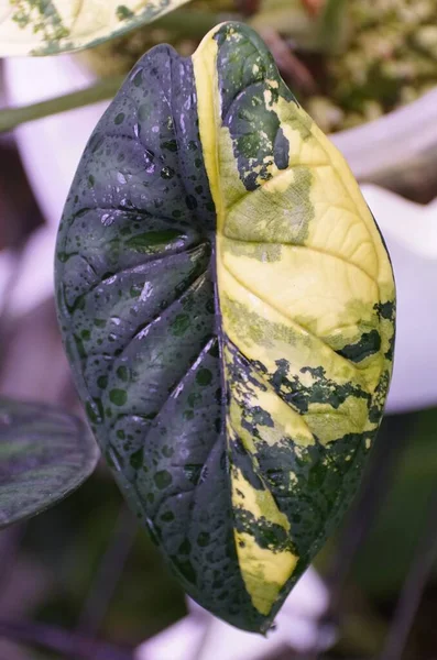 Stunning Yellow Green Marbled Leaf Alocasia Dragon Scale Variegated Plant — Fotografia de Stock