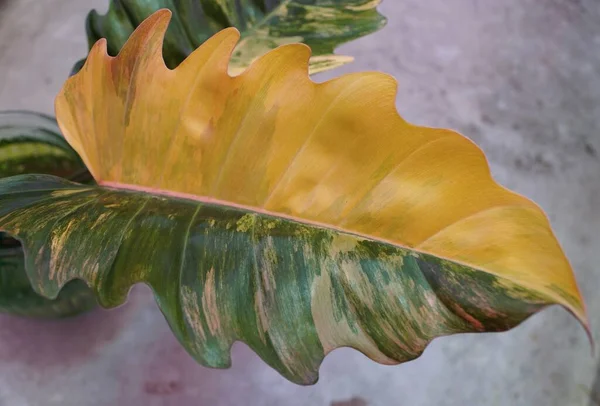 Folha Meia Lua Variegada Impressionante Philodendron Caramel Marble Uma Planta — Fotografia de Stock