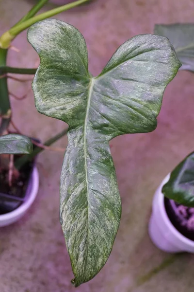 珍しい熱帯植物であるフィロデンドロン ビペニフィオリウム スプラッシュ ゴードンの多彩な葉の閉鎖 — ストック写真