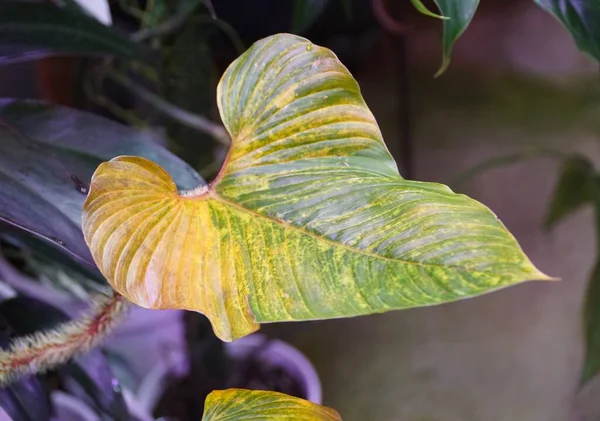 Tutup Daun Kuning Dari Philodendron Serpens Tanaman Tropis Langka — Stok Foto