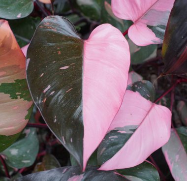 Güzel pembe ve koyu yeşil yarım ay yaprağı Philodendron Pembe Prensesi, nadir bir tropikal bitki