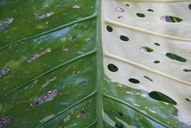 Değişik bir Monstera Deliciosa 'nın İsviçre peynirinin büyük bir yaprağını kapat.