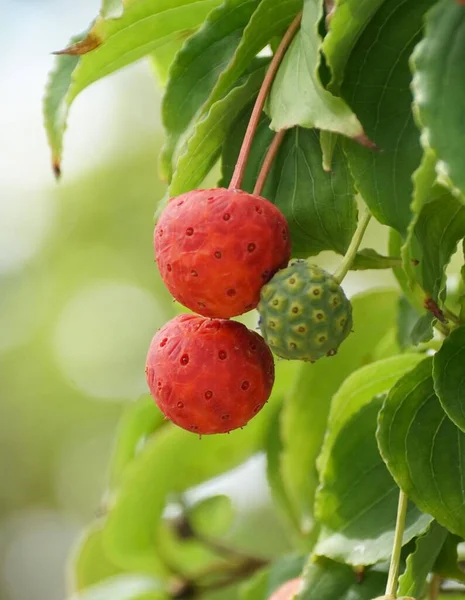 Κοντινό Πλάνο Των Κόκκινων Και Πράσινων Μικροσκοπικών Φρούτων Της Ιαπωνικής — Φωτογραφία Αρχείου