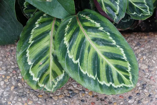 Calathea Roseopicta Madalyası 'nın güzel yaprak deseni, popüler bir ev bitkisi.