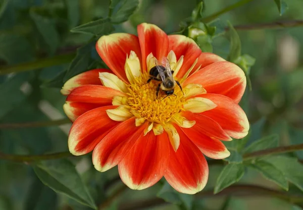 Close Bee Pollinating Red Yellow Dahlia Flower — Stock Photo, Image
