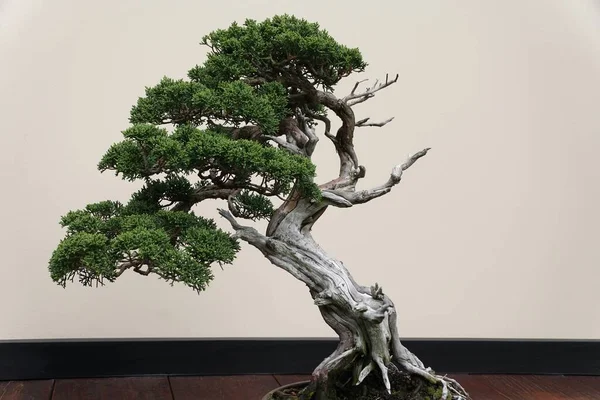 stock image A beautiful and trained Sargent Juniper bonsai tree with green leaves