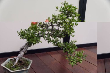 Güzel ve eğitimli bir nar bonsai ağacı kırmızı meyve ve seramik bir tencerede küçük yeşil yapraklar