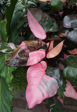 Philodendron Pembe Prensesi 'nin güzel, pembe ve koyu yeşil yaprakları. Nadir ve popüler bir tropik bitki.