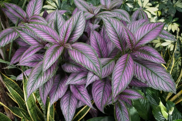 Persian Shield Kasvi Upea Väri Violetti Lehdet — kuvapankkivalokuva