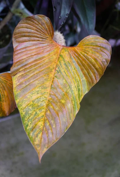 Gros Plan Une Feuille Jaunie Philodendron Serpens Une Plante Tropicale — Photo