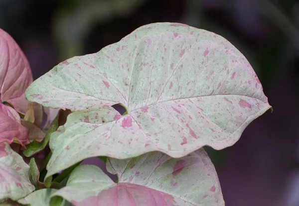 Beautiful Variegated Leaf Syngonium Milk Confetti Rare Tropical Plant — Foto de Stock
