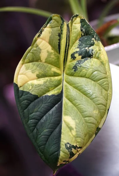 Prachtige Donkergroene Gele Gemarmerde Bonte Bladeren Van Alocasia Dragon Scale — Stockfoto