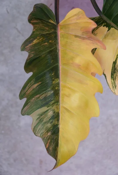 Superbe Feuille Demi Lune Panachée Marbre Caramel Philodendron — Photo