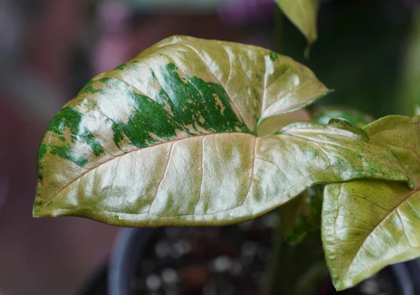 Close Variegated Lead Syngonium Green Speckled — Stok Foto