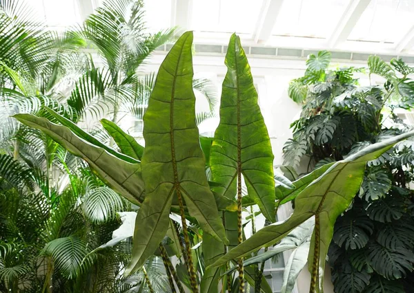 The long leaves of Alocasia Zebrina Tiger Elephant ear plants