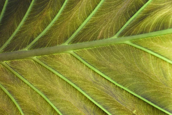 Ciemnokolorowe Żółte Żyły Dolnego Liścia Alocasia Regal Shield — Zdjęcie stockowe