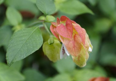 Eşsiz bir şekil ve karides bitkisinin kırmızı çiçeği. Çiçekler sinekkuşlarını çekiyor.