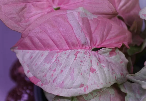 Indah Beraneka Ragam Pink Dan Daun Putih Syngonium Susu Confetti — Stok Foto