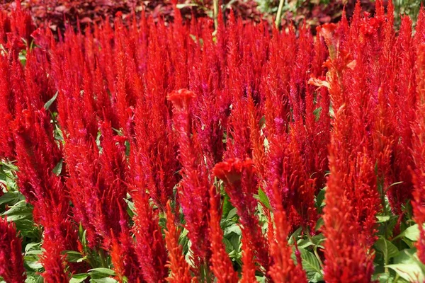 Parlak kırmızı Celosia Arrabona 'nın güzel çiçeği.