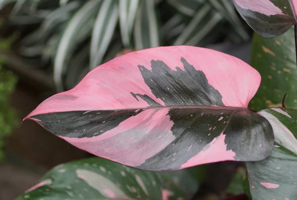 Розовый Темно Зеленый Листья Philodendron Pink Princess Популярного Растения — стоковое фото