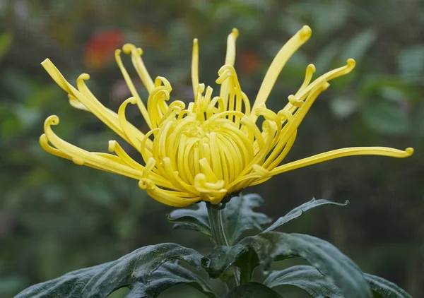 Close Cor Amarela Mãe Aranha Golden Splendor Flor — Fotografia de Stock