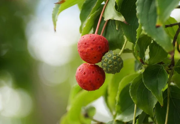Κοντινό Πλάνο Των Κόκκινων Και Πράσινων Μικροσκοπικών Φρούτων Της Ιαπωνικής — Φωτογραφία Αρχείου