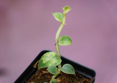 Rhaphidophora Hayi 'nin küçük yapraklarını yakın mesafeden çeşitlendirerek, tırmanan bir tropikal bitki
