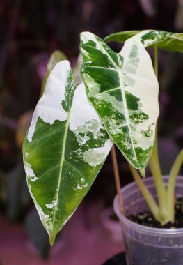 Stunning white and green marbled leaf of Alocasia Frydek variegated plant