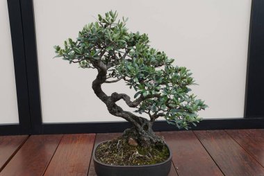 Güzel ve eğitimli bir zeytinyağı 'Manzanillo' bonsai ağacı seramik bir tencerede küçük yeşil yapraklarla