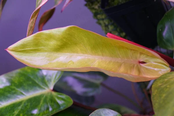Une Nouvelle Feuille Jaune Verte Brillante Dame Peinte Philodendron — Photo