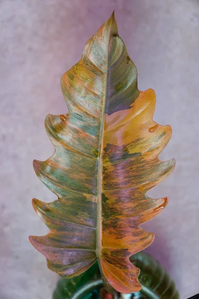 Stunning Variegated Marbled Leaf Philodendron Caramel Marble Rare Tropical Plant — Stock fotografie