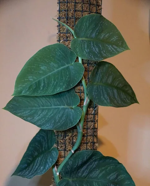 Variegated Leaves Monstera Dubia Rare Popular Shingling Plant — 스톡 사진