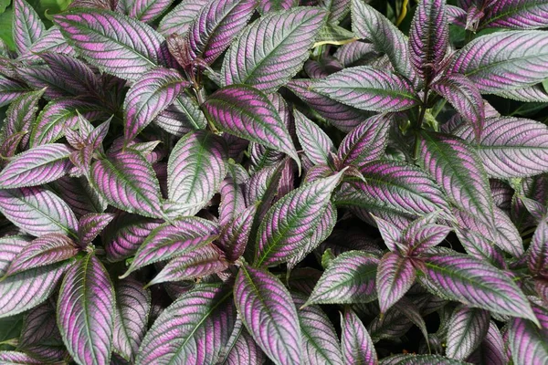 Persian Shield Kasvit Upea Väri Violetti Lehdet — kuvapankkivalokuva