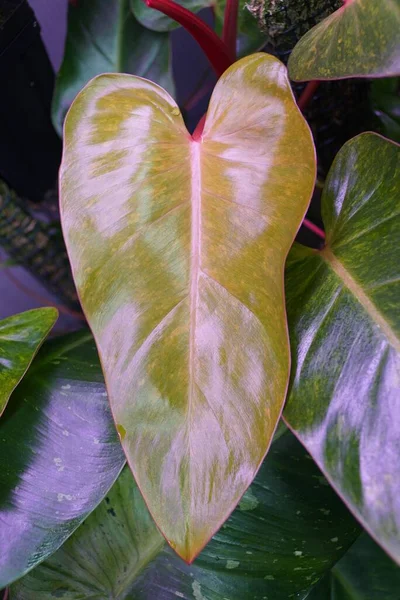 Une Feuille Jaune Verte Mouchetée Philodendron Painted Lady Une Plante — Photo