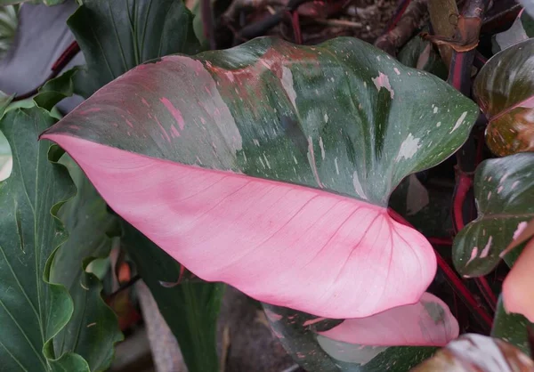 Bela Folha Rosa Brilhante Borgonha Philodendron Pink Princess Uma Planta — Fotografia de Stock