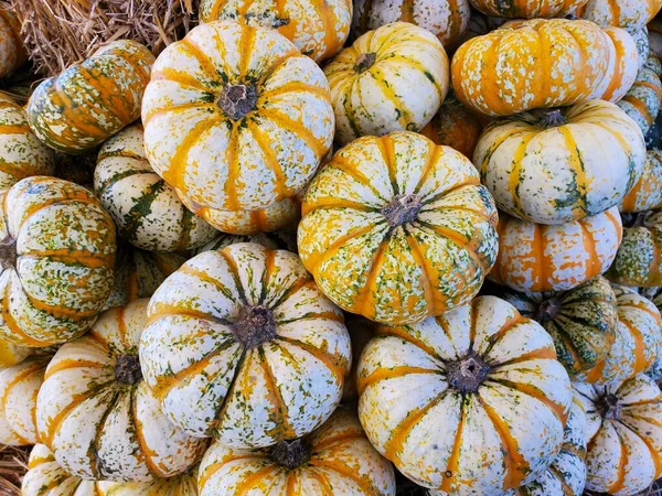 Mucchio Zucche Tigre Zucca Piccola Halloween Caduta Decorazione — Foto Stock